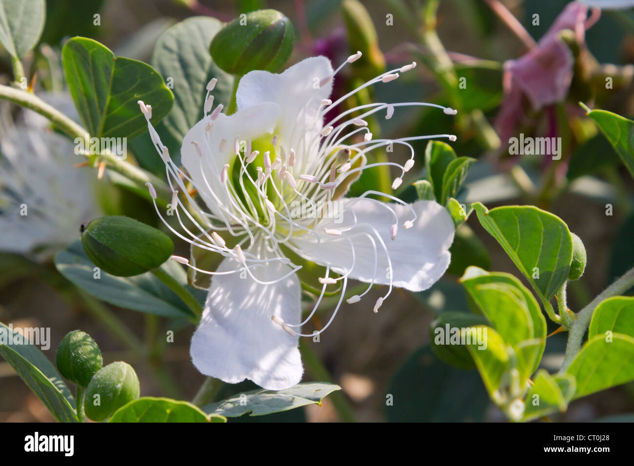 A caper flower (Capparis spinosa) with helically curled stamens (The Republic of Georgia, Caucasus). Stock Photo