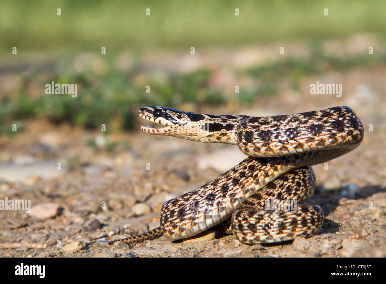 Snake Striking Side View
