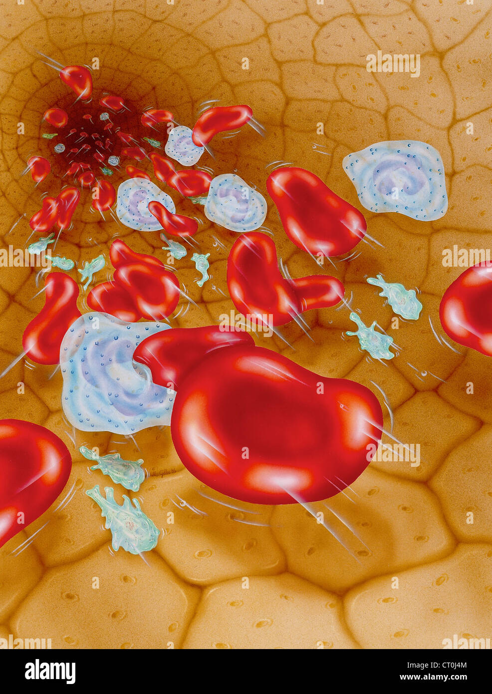 Blood cell, drawing Stock Photo