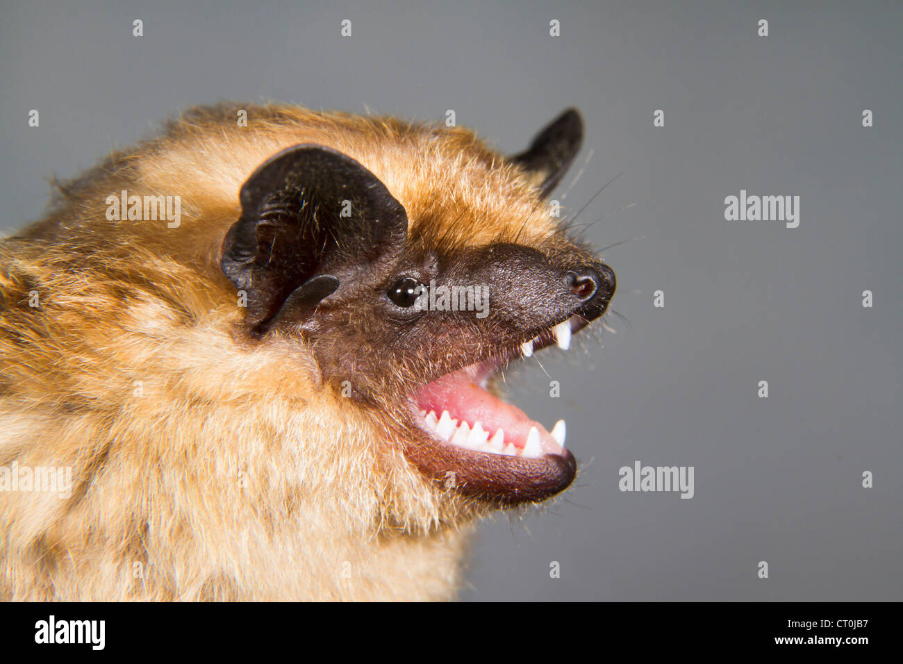 The serotine bat (Eptesicus serotinus) portrait (The Republic of Georgia, Caucasus). Stock Photo