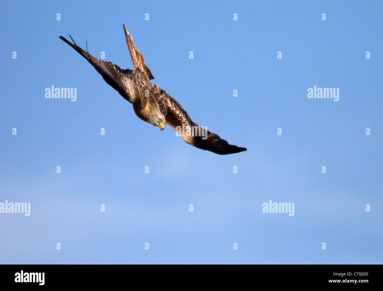 Red Kite, Milvus milvus diving for food Stock Photo