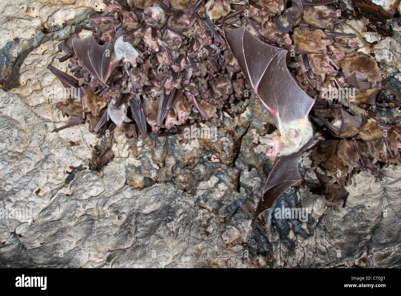 A colony of the lesser mouse-eared bats (Myotis blythii) in a cave (The Republic of Georgia, Caucasus). Stock Photo