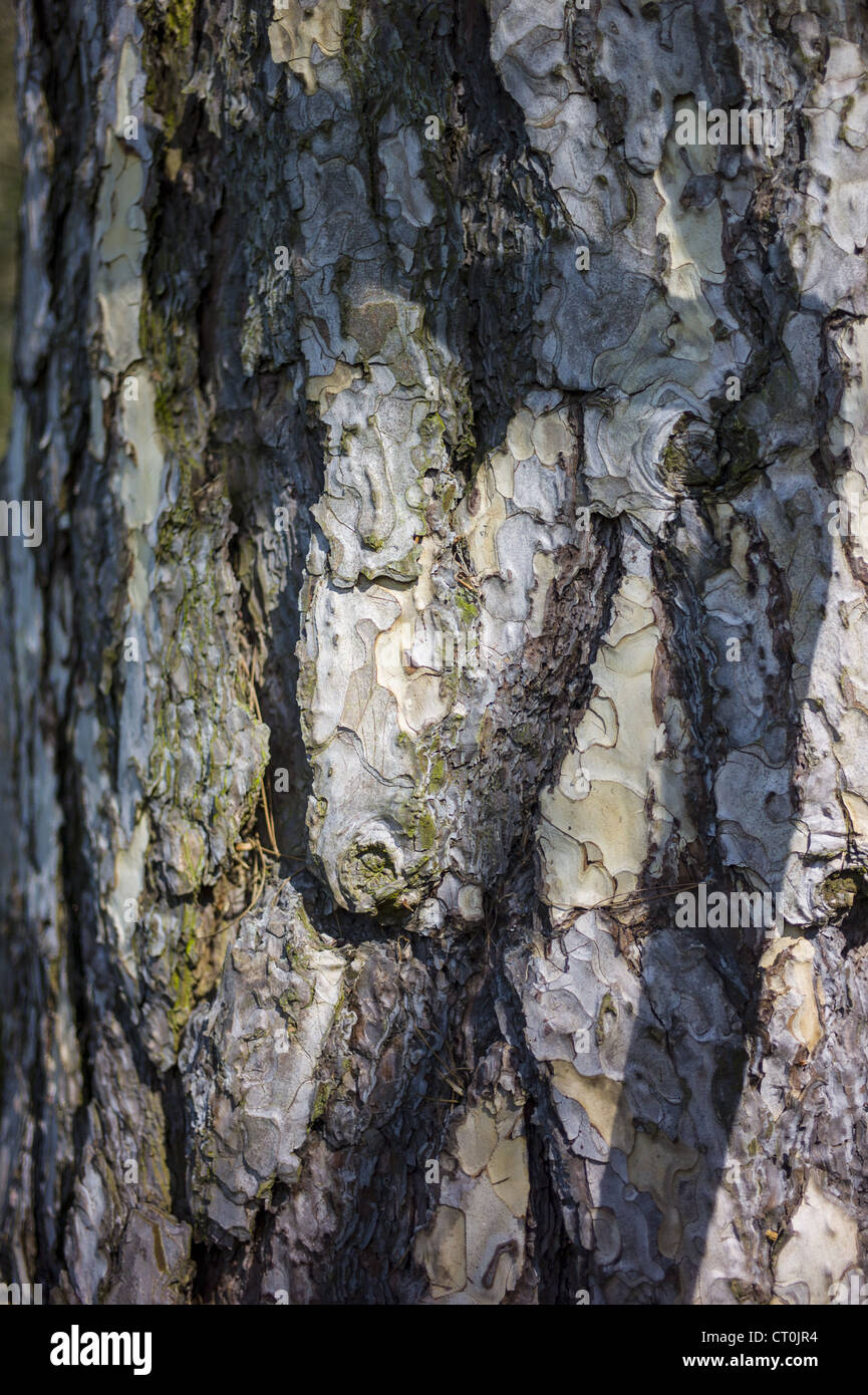 Tree bark of conifer in the Cotswolds, Oxfordshire, UK Stock Photo
