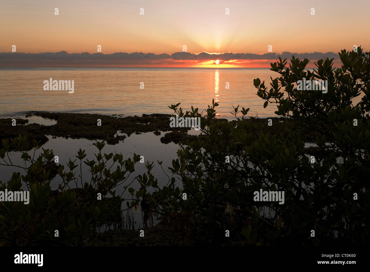 South Florida Sunrise in Mangrove Trees, near Biscayne Bay Stock Photo