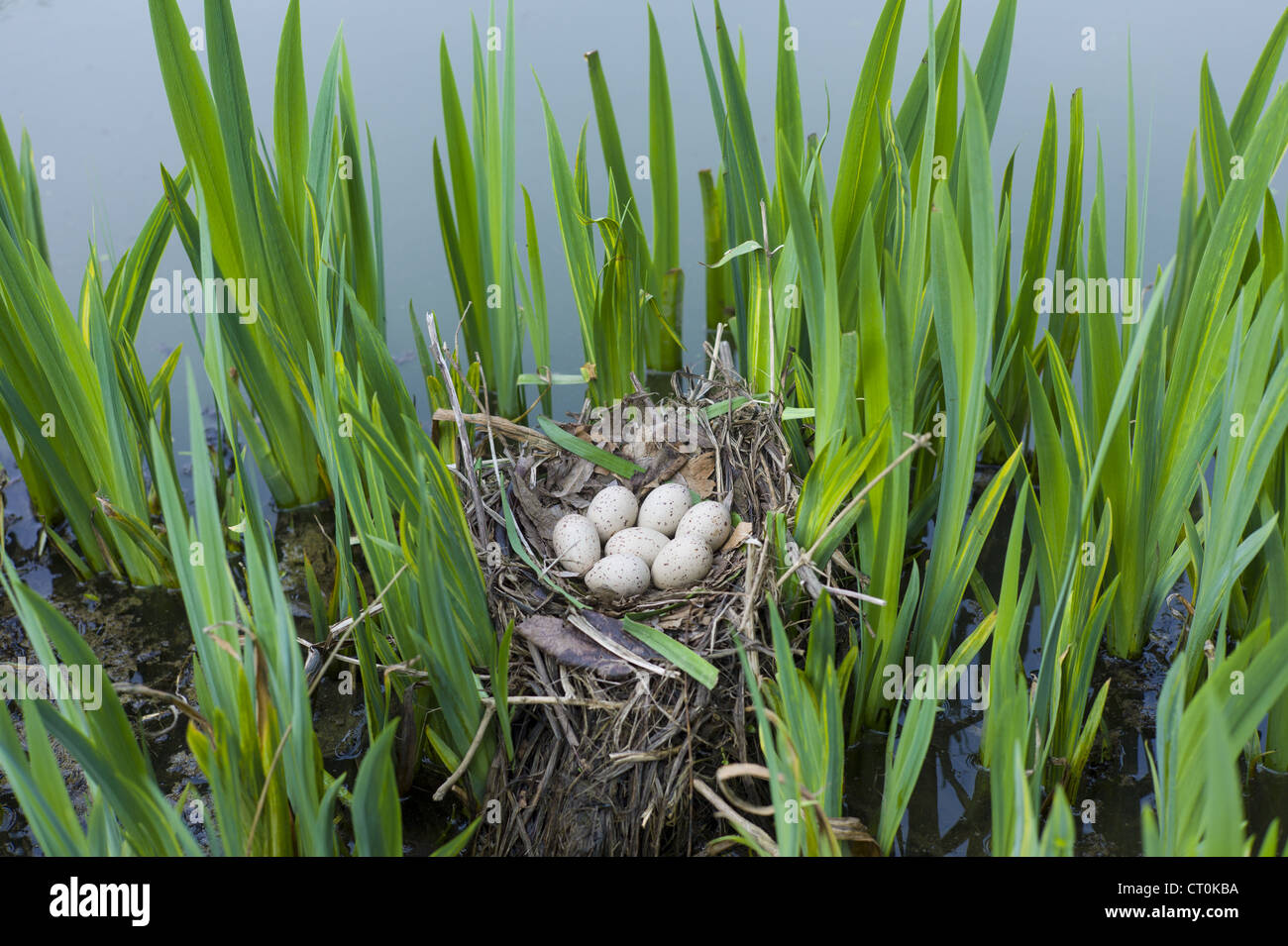 Moorhen's nest, with seven eggs laid, made with twigs among iris plants