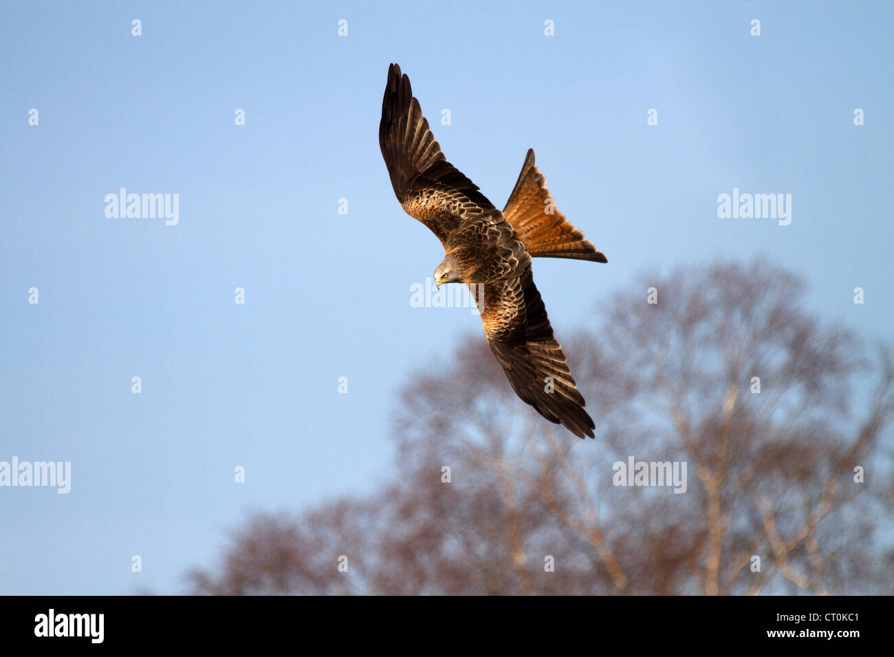Red Kite, Milvus milvus soaring Stock Photo