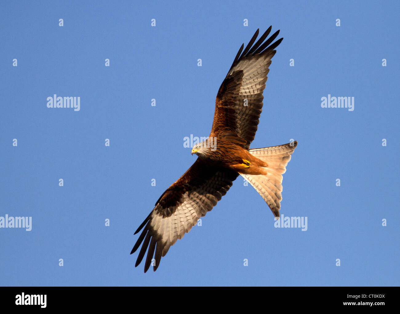 Red Kite, Milvus milvus in flight Stock Photo