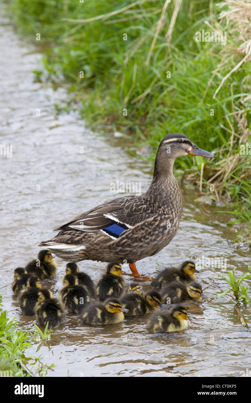 Female mallard duck with newly hatched ducklings, Anas platyrhynchos, on a stream in springtime at Swinbrook, the Cotswolds, UK Stock Photo