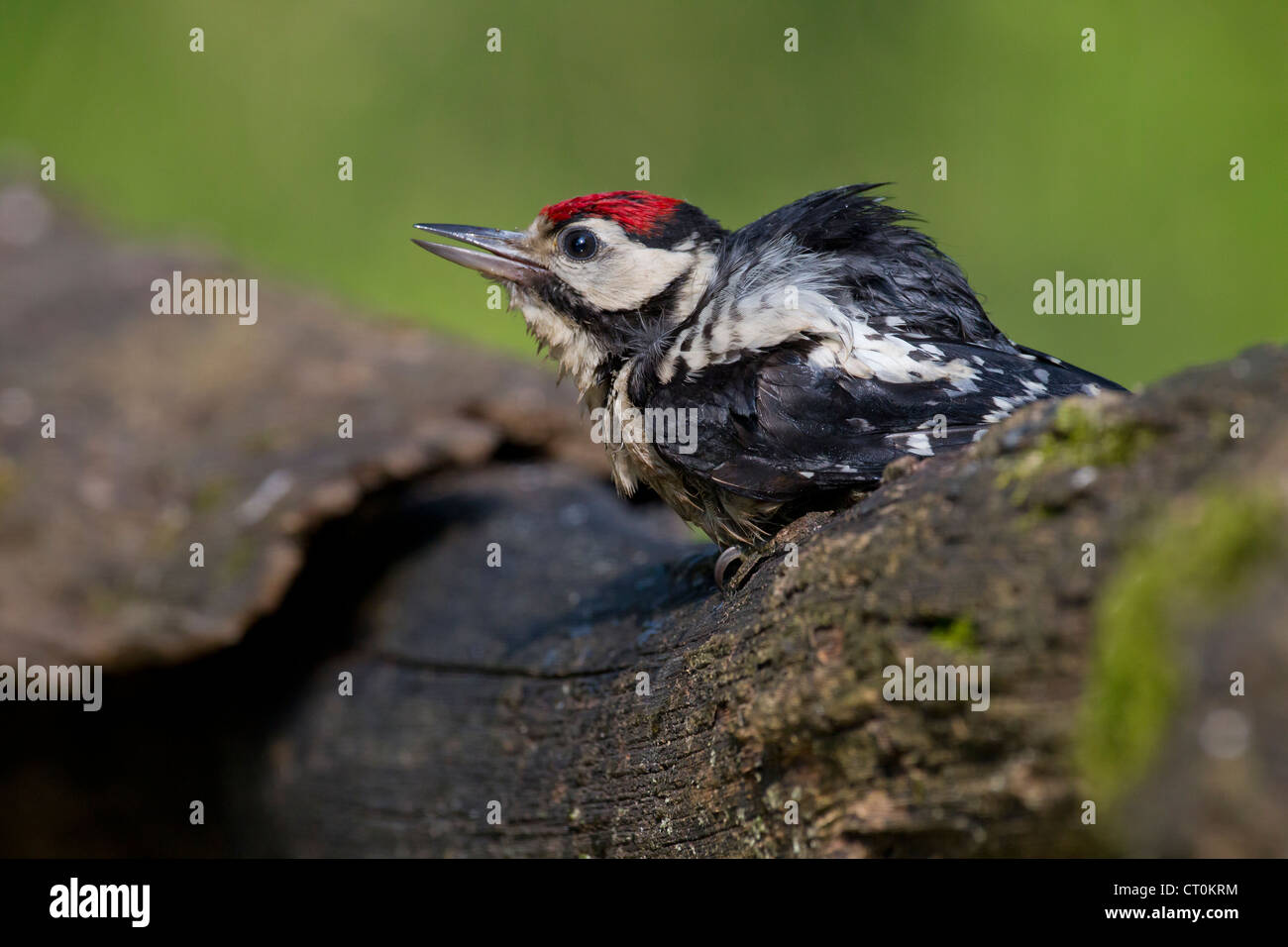 Great Spotted Woodpecker Dendrocopos major juvenile perched in woodland at Lake Csaj, Hungary in June. Stock Photo
