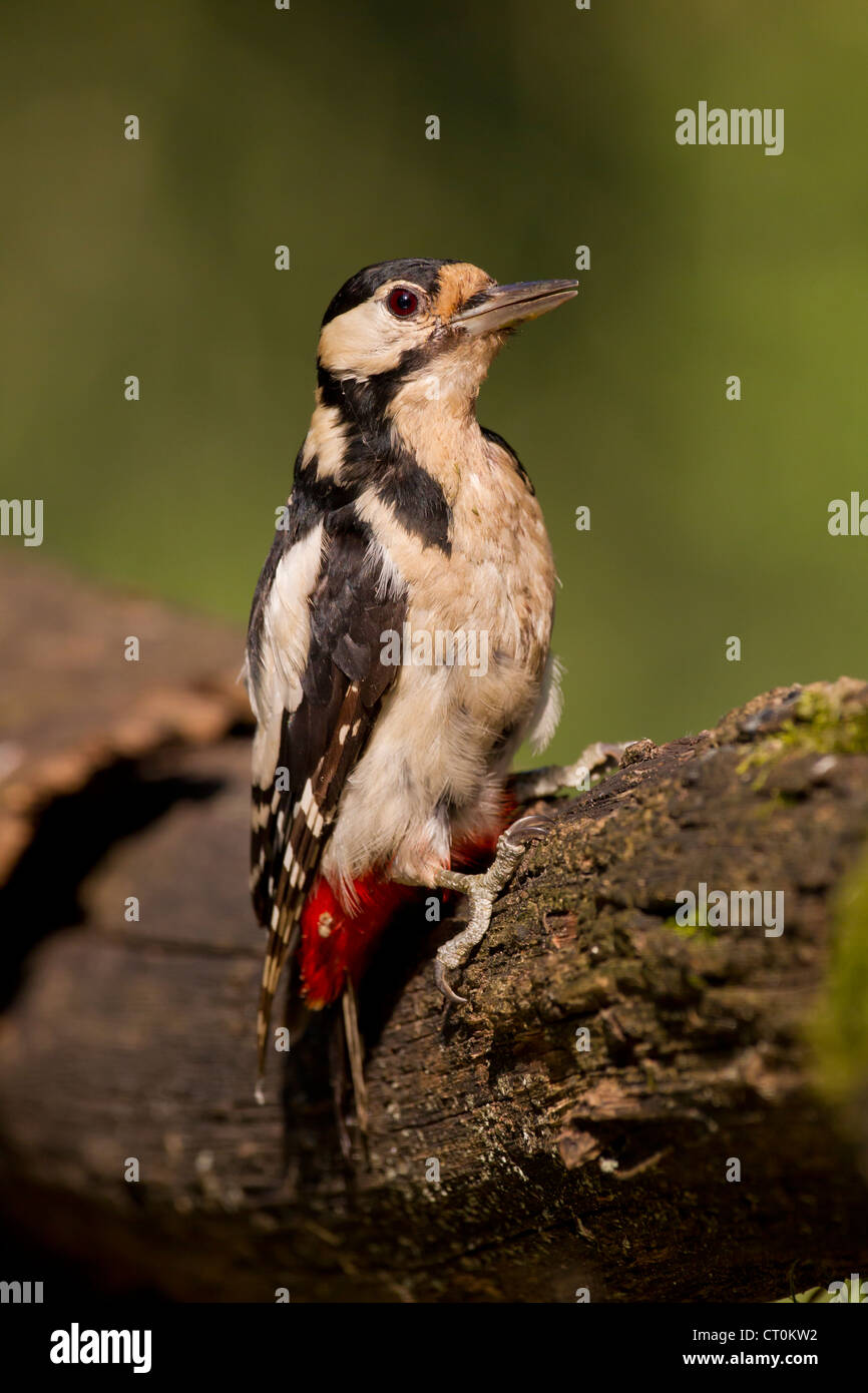 Great Spotted Woodpecker Dendrocopos major female perched in woodland at Lake Csaj, Hungary in June. Stock Photo