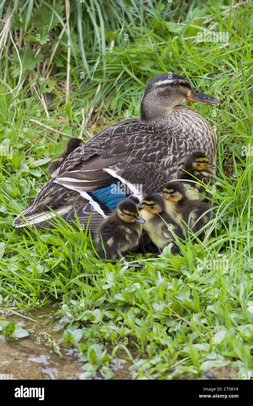 Mallard duck with new hatched ducklings, Anas platyrhynchos, sheltering for warmth by a stream in Swinbrook, the Cotswolds, UK Stock Photo