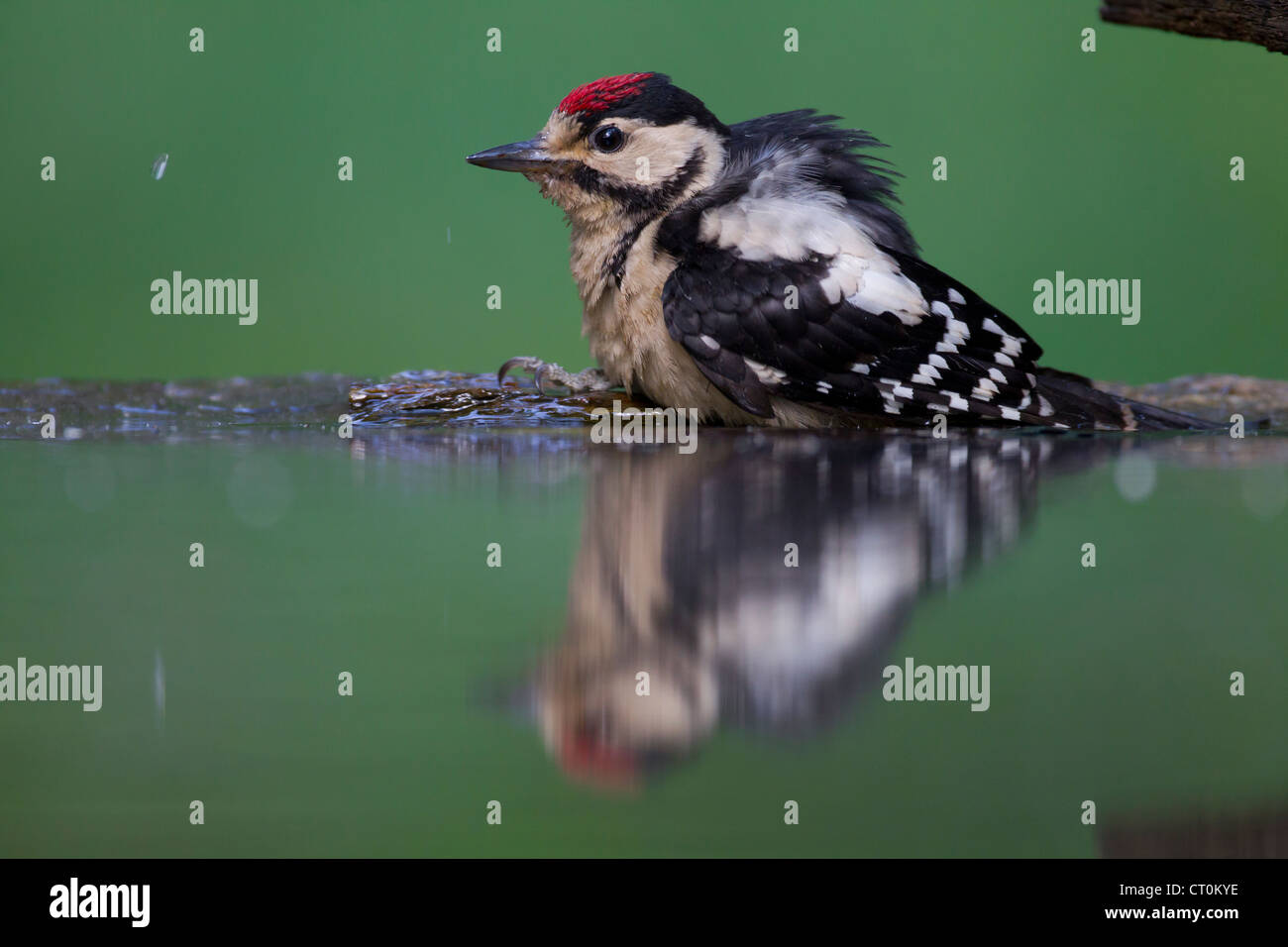 Great Spotted Woodpecker Dendrocopos major juvenile bathing at Lake Csaj, Hungary in June. Stock Photo