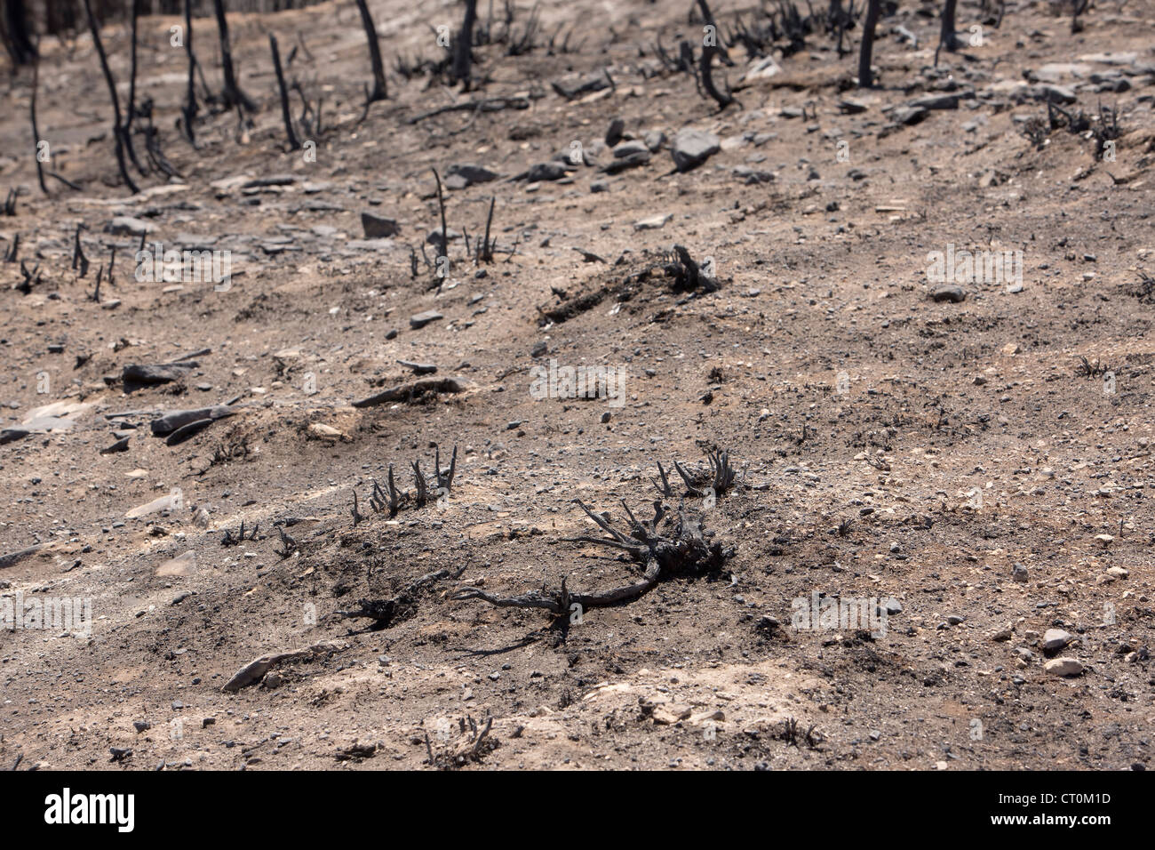 The aftermath of a wildfire which destroyed homes, cabins and buildings in a mountainous area of Utah, USA. Stock Photo