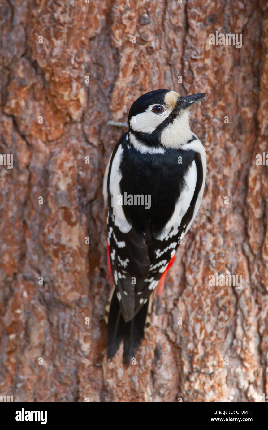 Great Spotted Woodpecker Dendrocopos major female perched on Red Pine in garden at Kuusamo, Finland in April. Stock Photo