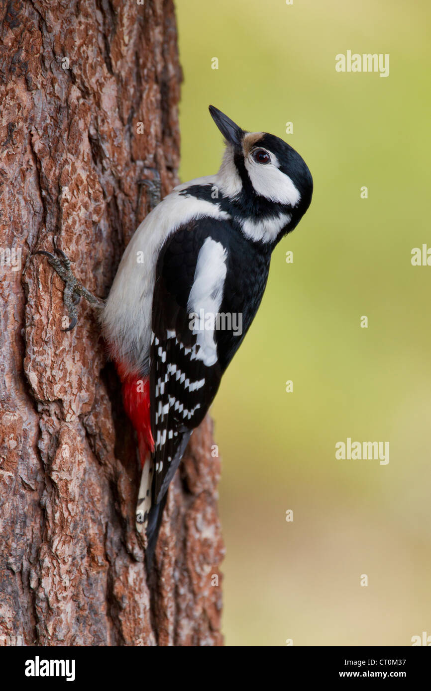 Great Spotted Woodpecker Dendrocopos major female perched on branch in garden at Kuusamo, Finland in April. Stock Photo