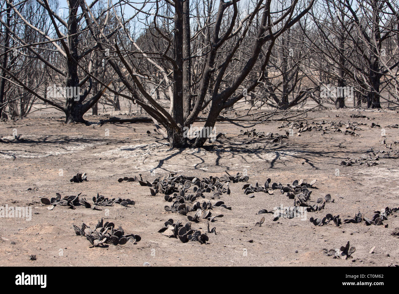 The aftermath of a wildfire which destroyed homes, cabins and buildings in a mountainous area of Utah, USA. Stock Photo