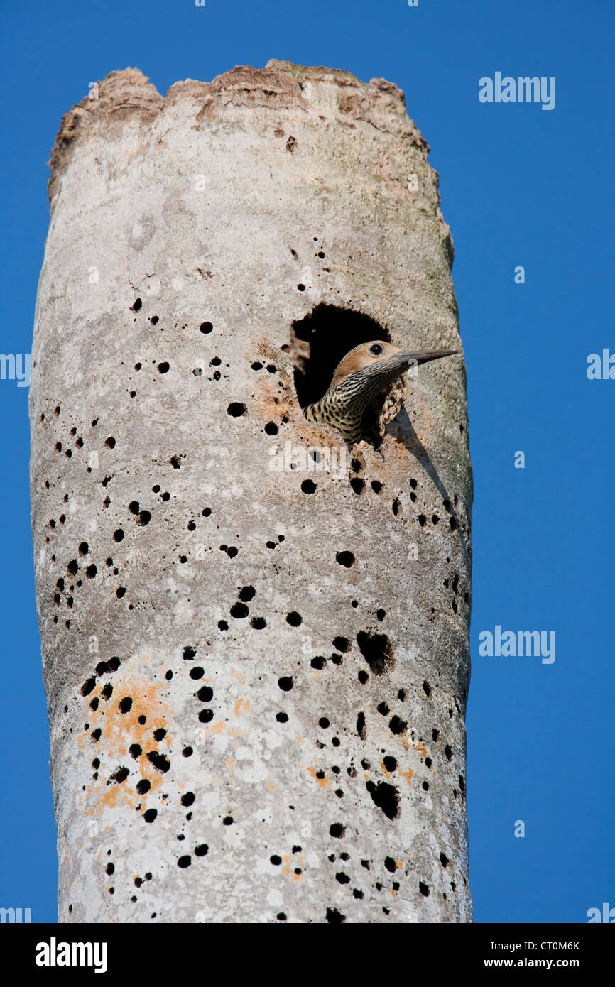 Fernandina's Flicker Colaptes fernandinae female at nest hole, near Bermejas, Zapata Peninsula, Republic of Cuba in April. Stock Photo