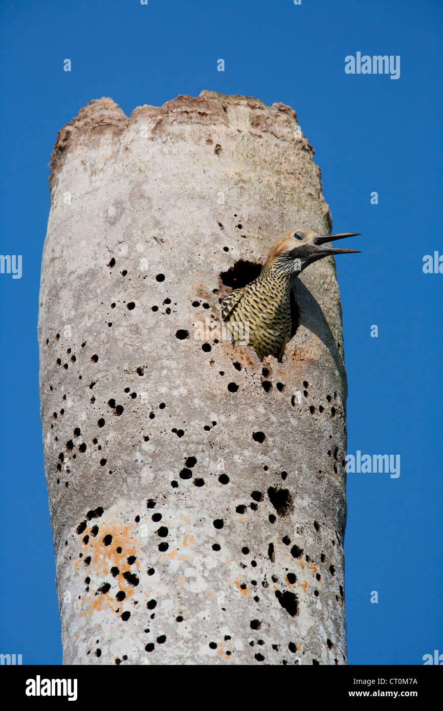 Fernandina's Flicker Colaptes fernandinae male calling at nest hole, near Bermejas, Zapata Peninsula, Republic of Cuba in April. Stock Photo
