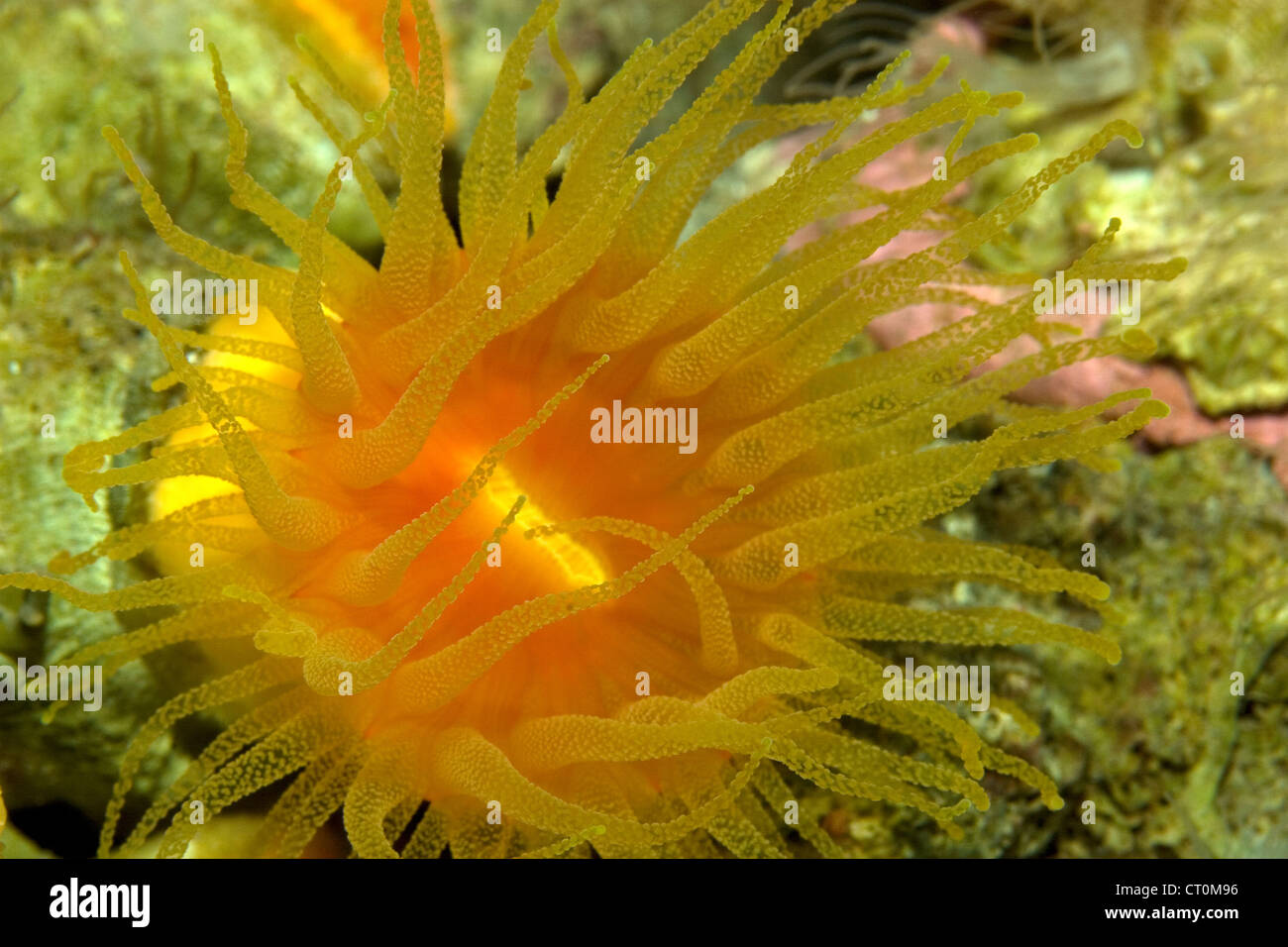 Coral polyp with tentacles and mouth, Caribbean Stock Photo Alamy