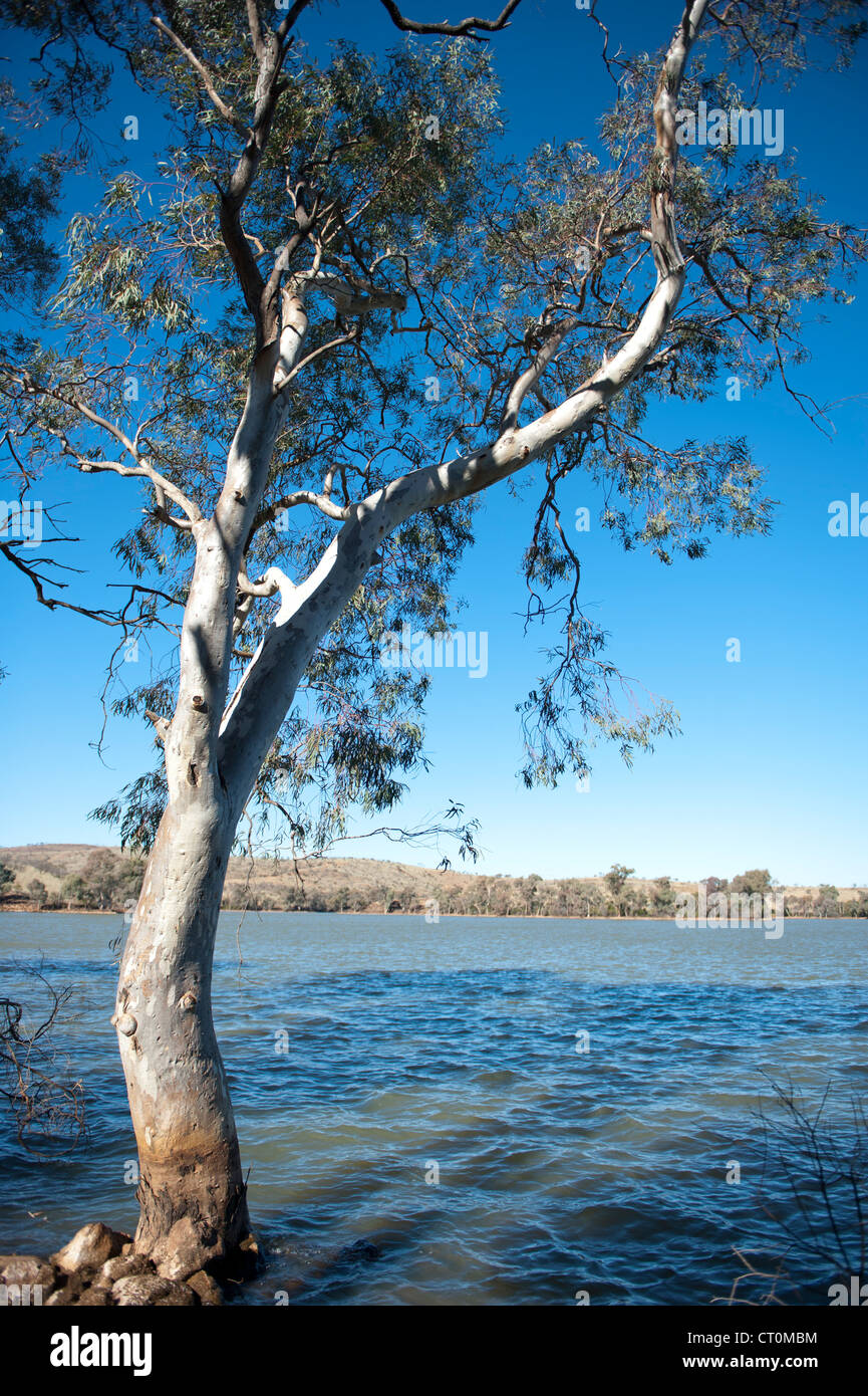 Water gum tree hires stock photography and images Alamy