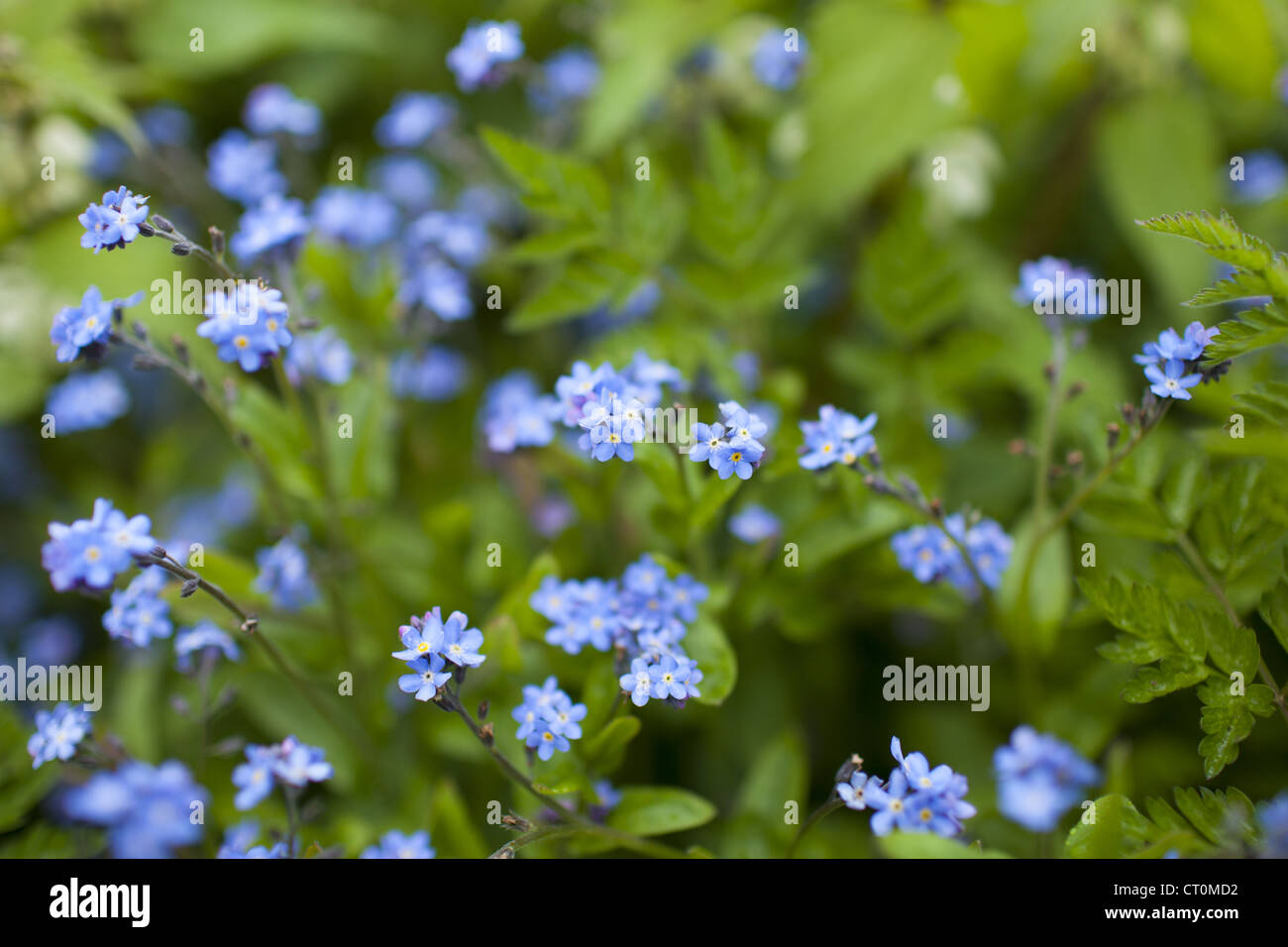 Forget-Me-Not, Myosotis arvensis, spring wildflowers in the Cotswolds, Oxfordshire, UK Stock Photo