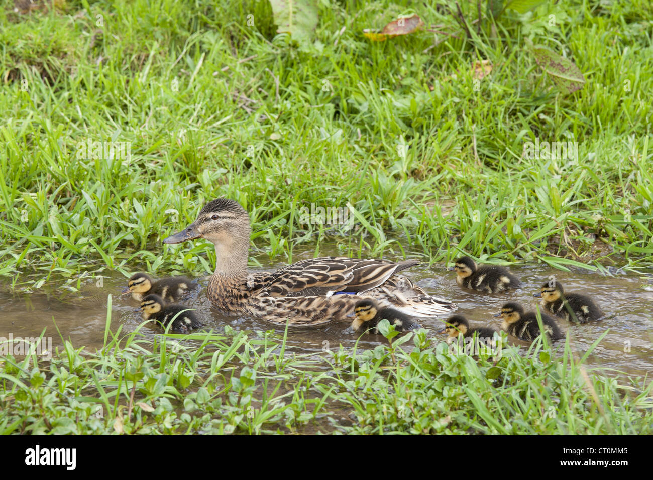 Female mallard duck with new ducklings, Anas platyrhynchos, on a stream in springtime at Swinbrook, the Cotswolds, UK Stock Photo