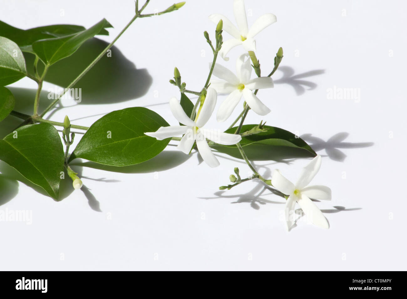 Azores jasmine plant and flowers (Jasminum azoricum) on white background Stock Photo