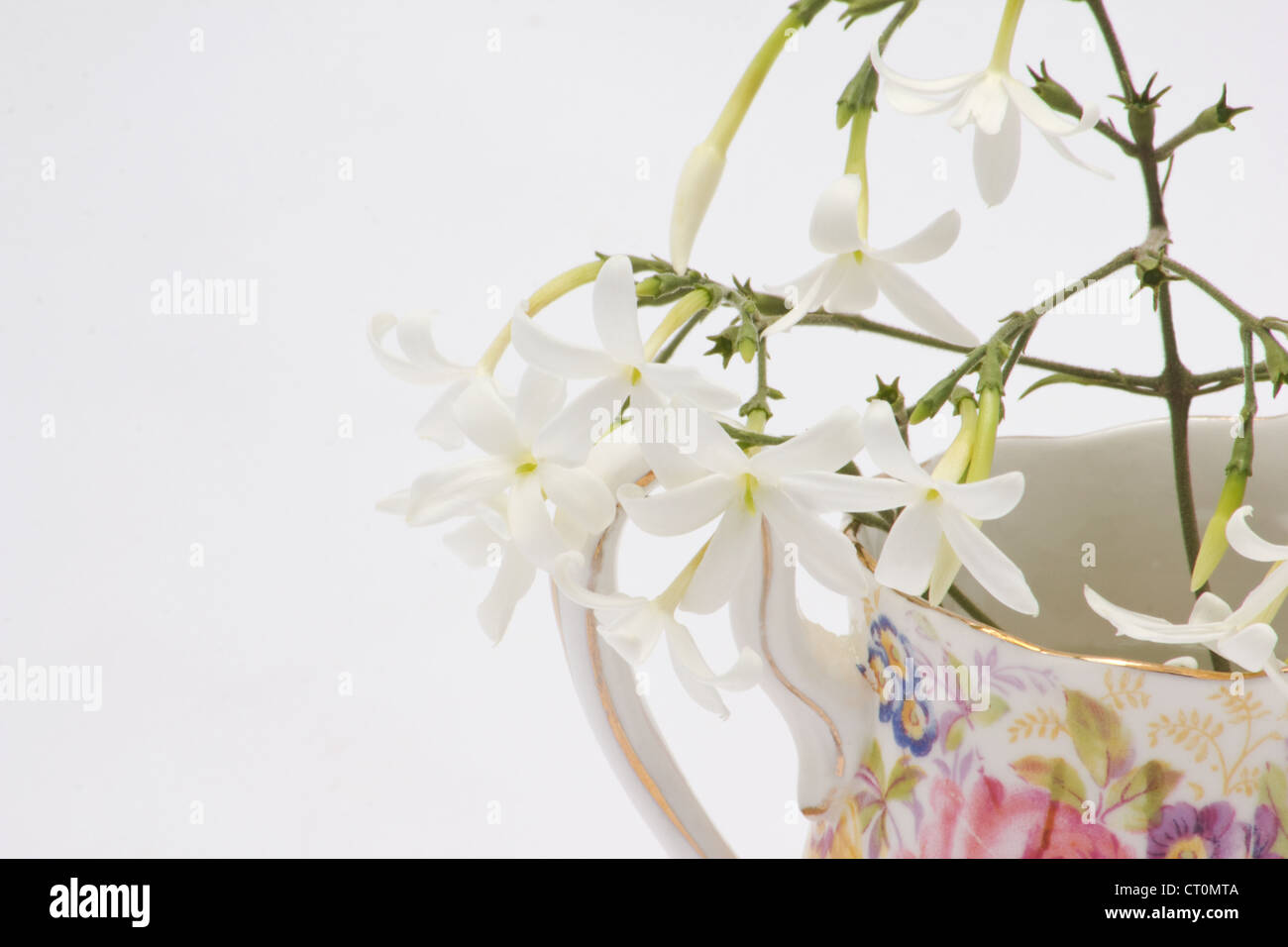Azores jasmine flowers (Jasminum azoricum) in a bone china pitcher on white background Stock Photo