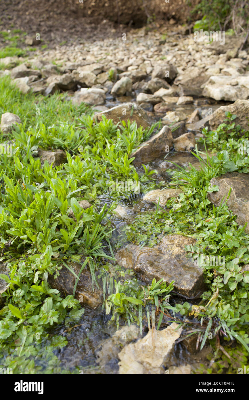 Water flowing from a natural spring through Cotswolds stone and Wild Watercress at Swinbrook, the Cotswolds, Oxfordshire, UK Stock Photo