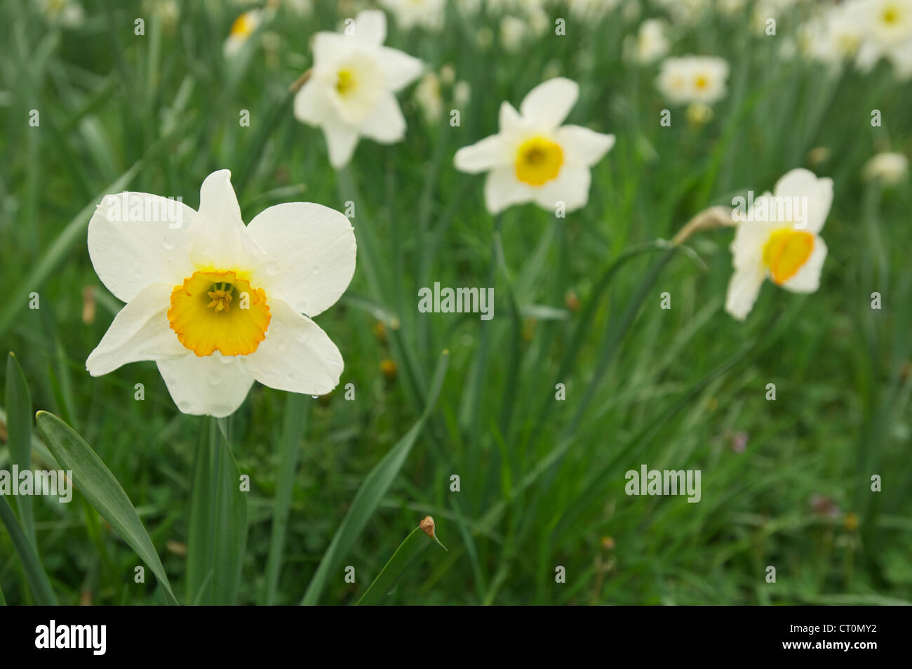 Cluster of flowers Stock Photo Alamy