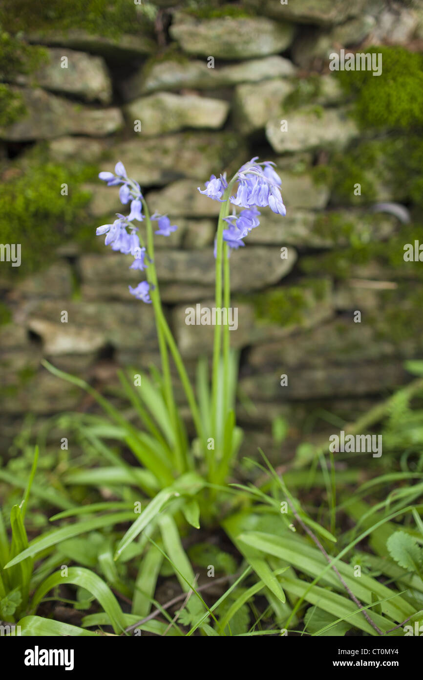 English Bluebells, Hyacinthoides non-scripta, by drystone wall in Swinbrook in the Cotswolds, Oxfordshire, UK Stock Photo