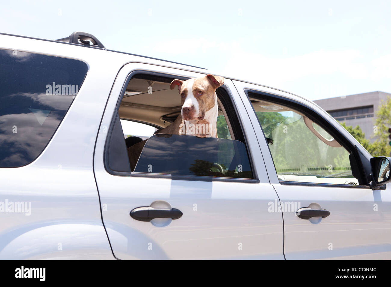 Dog leaning out of a car window Stock Photo