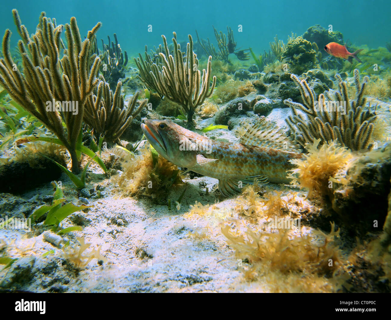 Sand diver fish Synodus intermedius, Caribbean sea Stock Photo