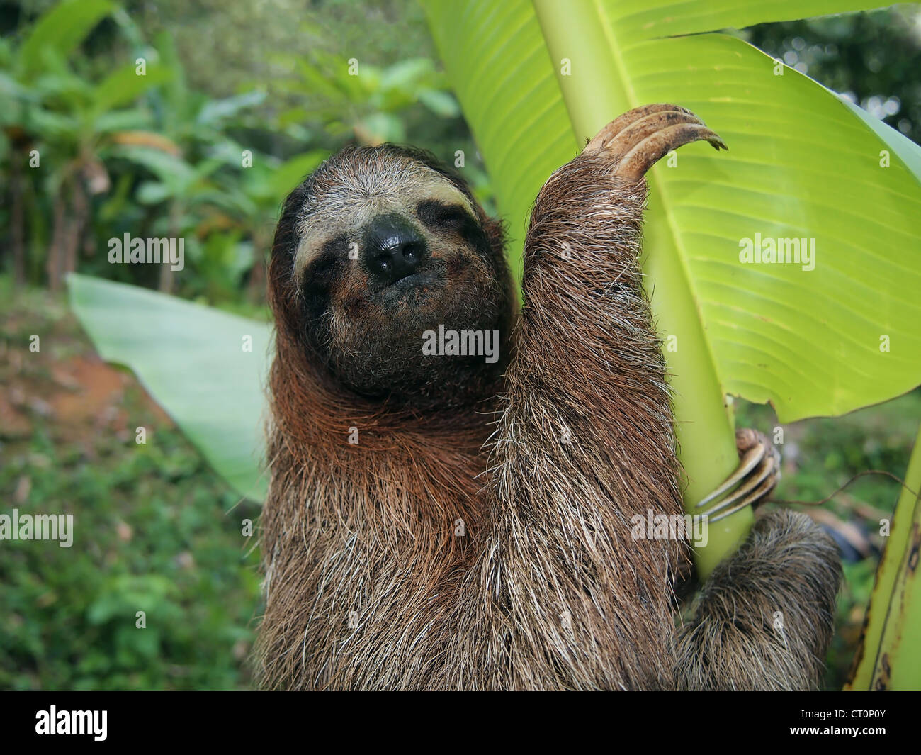 Three-toed sloth in a banana tree, Costa Rica Stock Photo