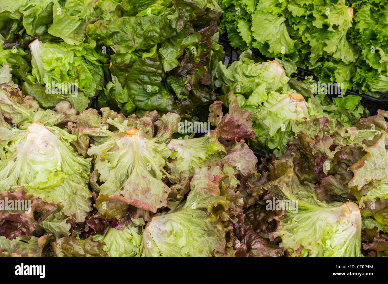 Fresh red and green leaf lettuce ready for sale at the farmers market Stock Photo