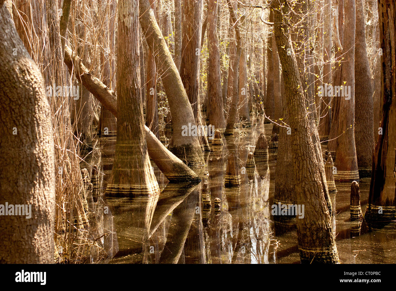 Pollen rings in a flooded cypress swamp Stock Photo