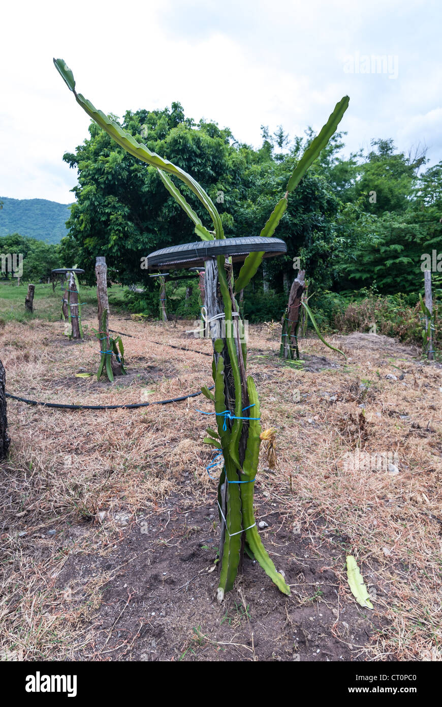 The planting of dragon fruit in countryside Stock Photo - Alamy
