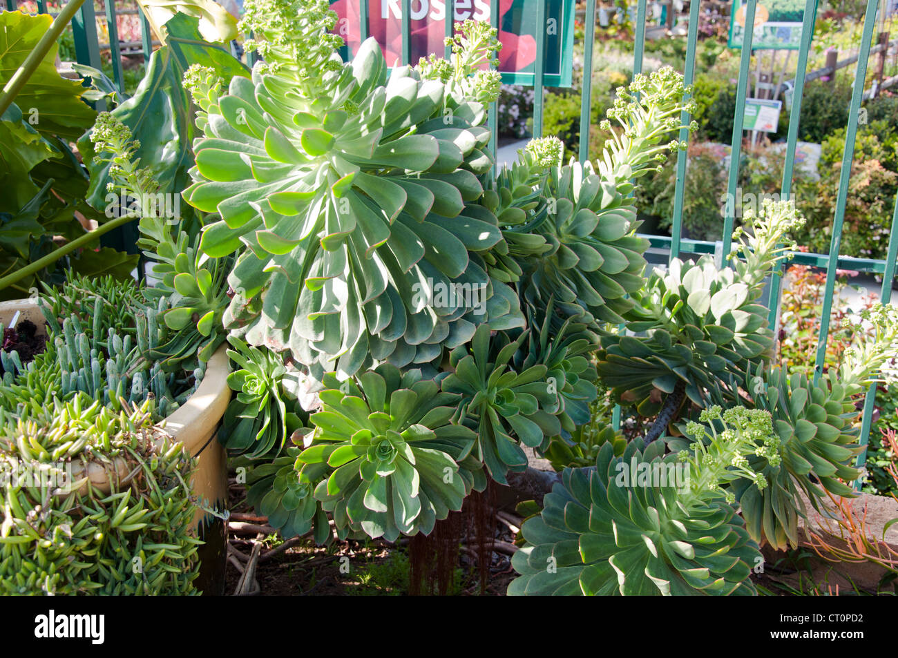 Echeveria plant Stock Photo
