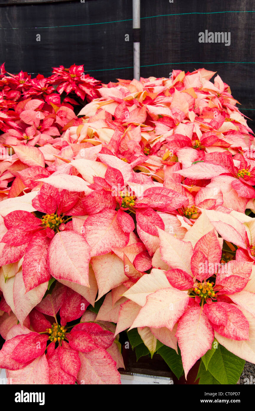 Christmas flower Poinsettia Stock Photo - Alamy