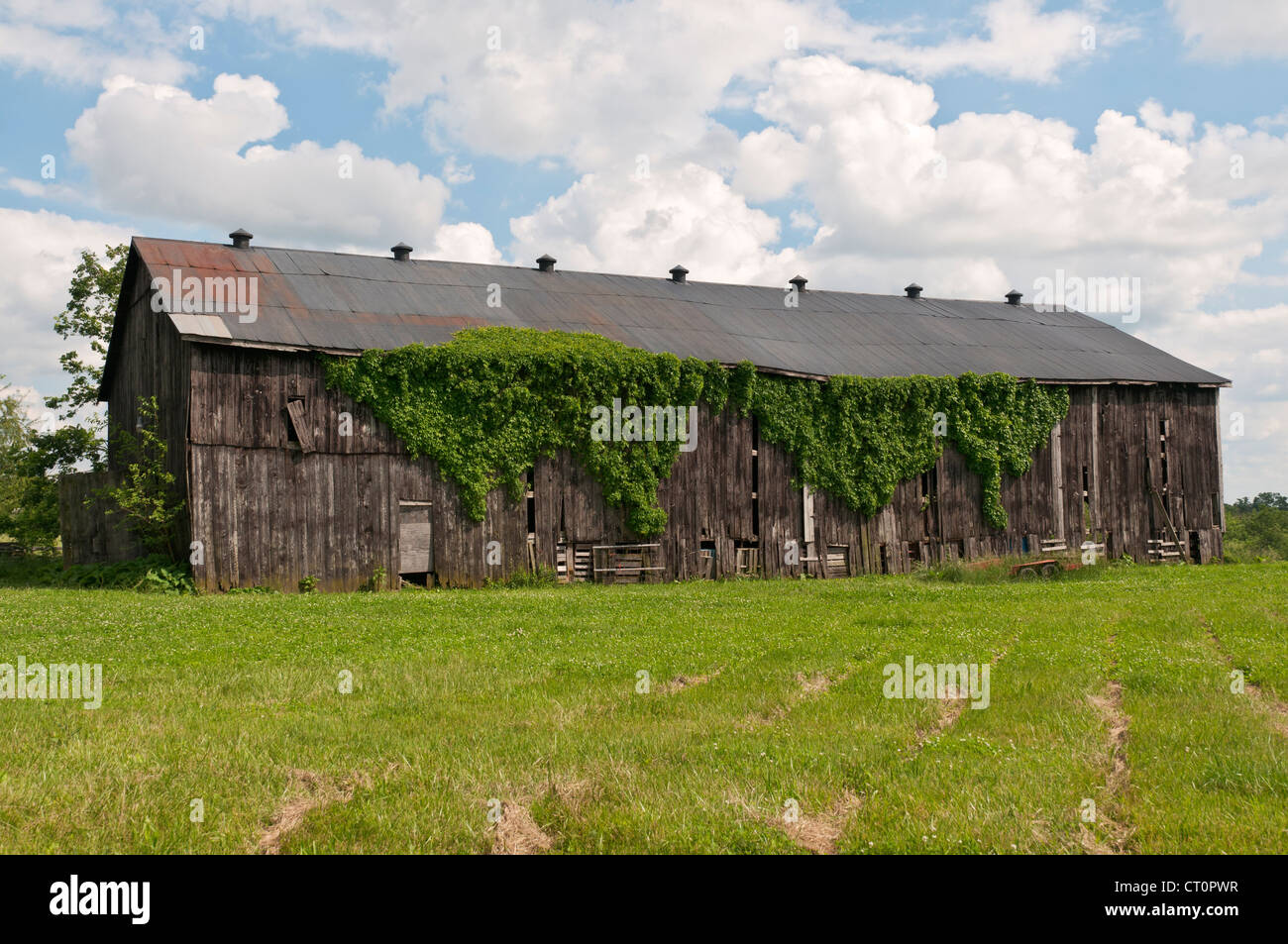 Kentucky, Lexington vacinity, old ivy covered wooden barn. Stock Photo
