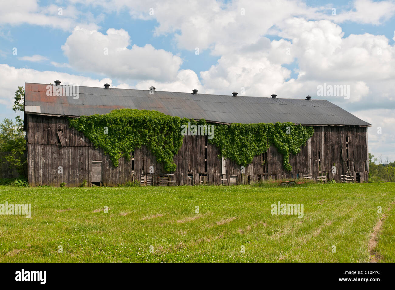 Kentucky, Lexington vacinity, old ivy covered wooden barn. Stock Photo