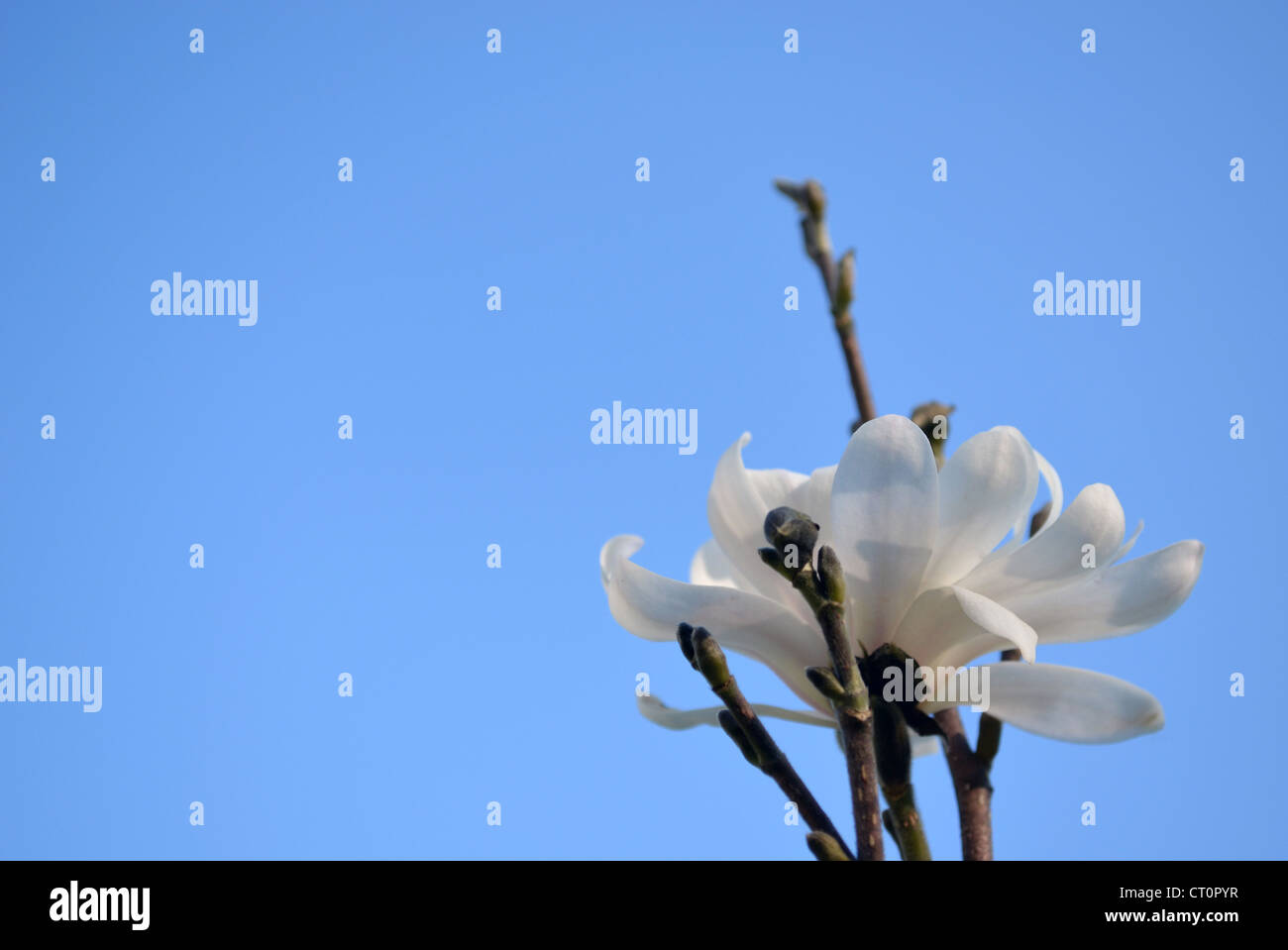 White magnolia flower blossom bloom and buds on background of blue sky in spring. Stock Photo