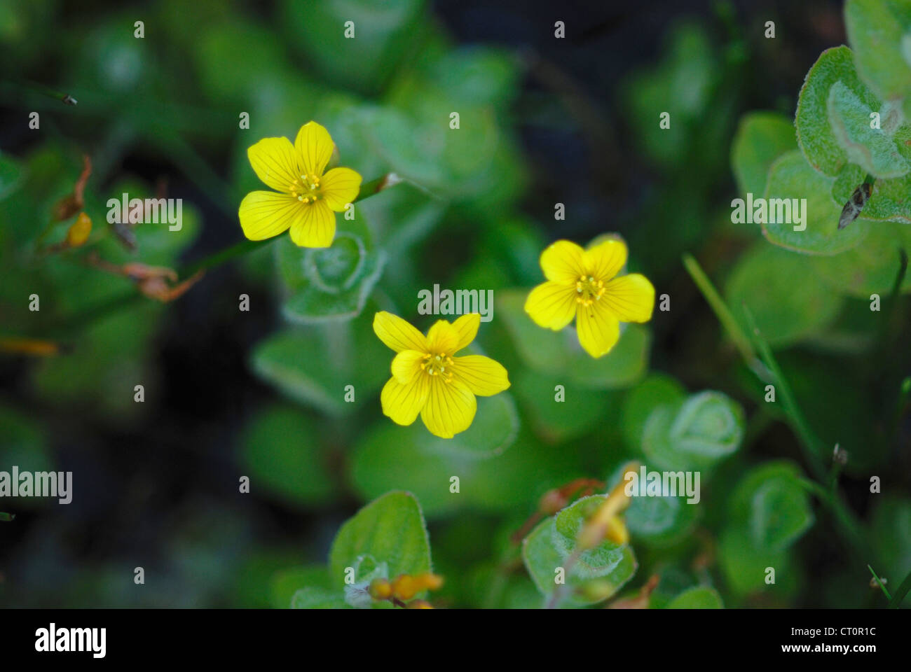 buy camellia sinensis plant Korean Tea Seedling (Camellia sinensis) main image 0