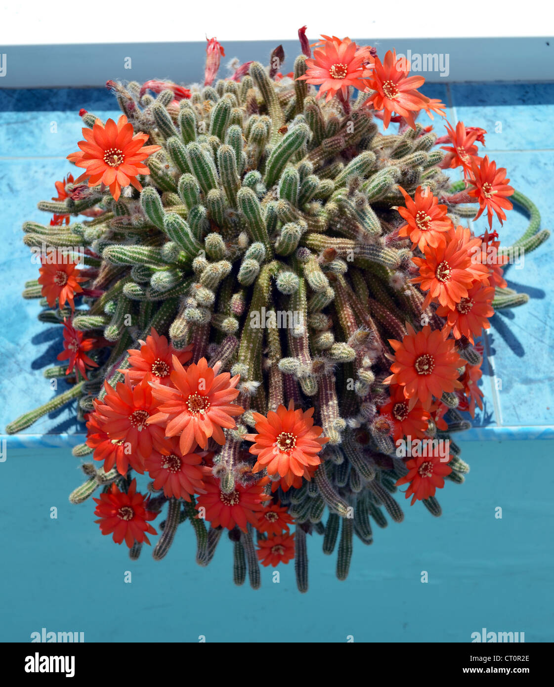 Torch cactus blooms flowers inside summerhouse. Industrial cactus breeding. Echinopsis huascha. Stock Photo