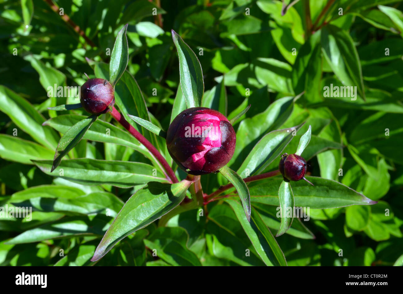 Peony flower red buds and green leaves closeup. Beauty prepared for unfolding. Stock Photo