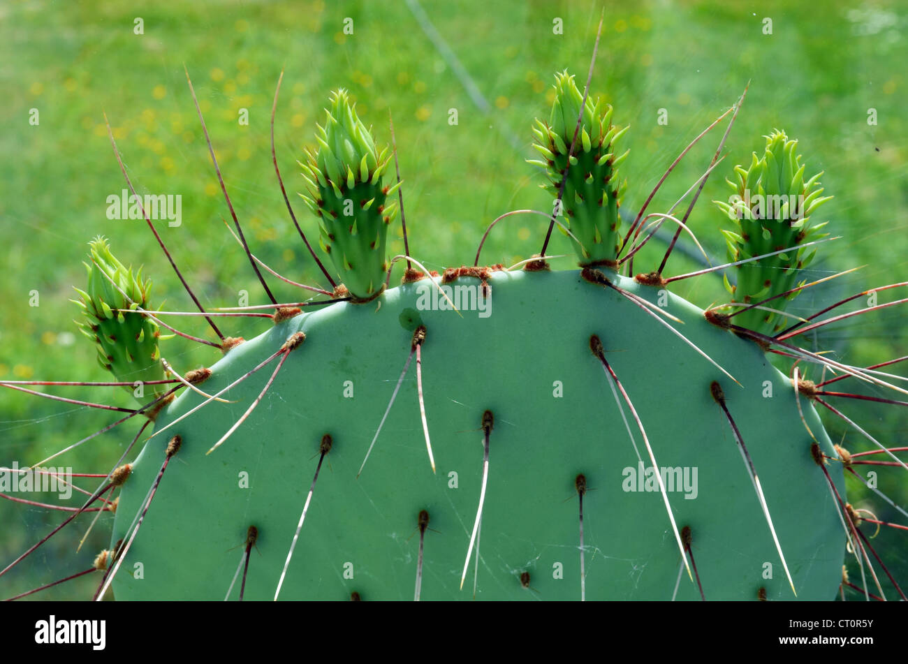 Long needle cactus hires stock photography and images Alamy