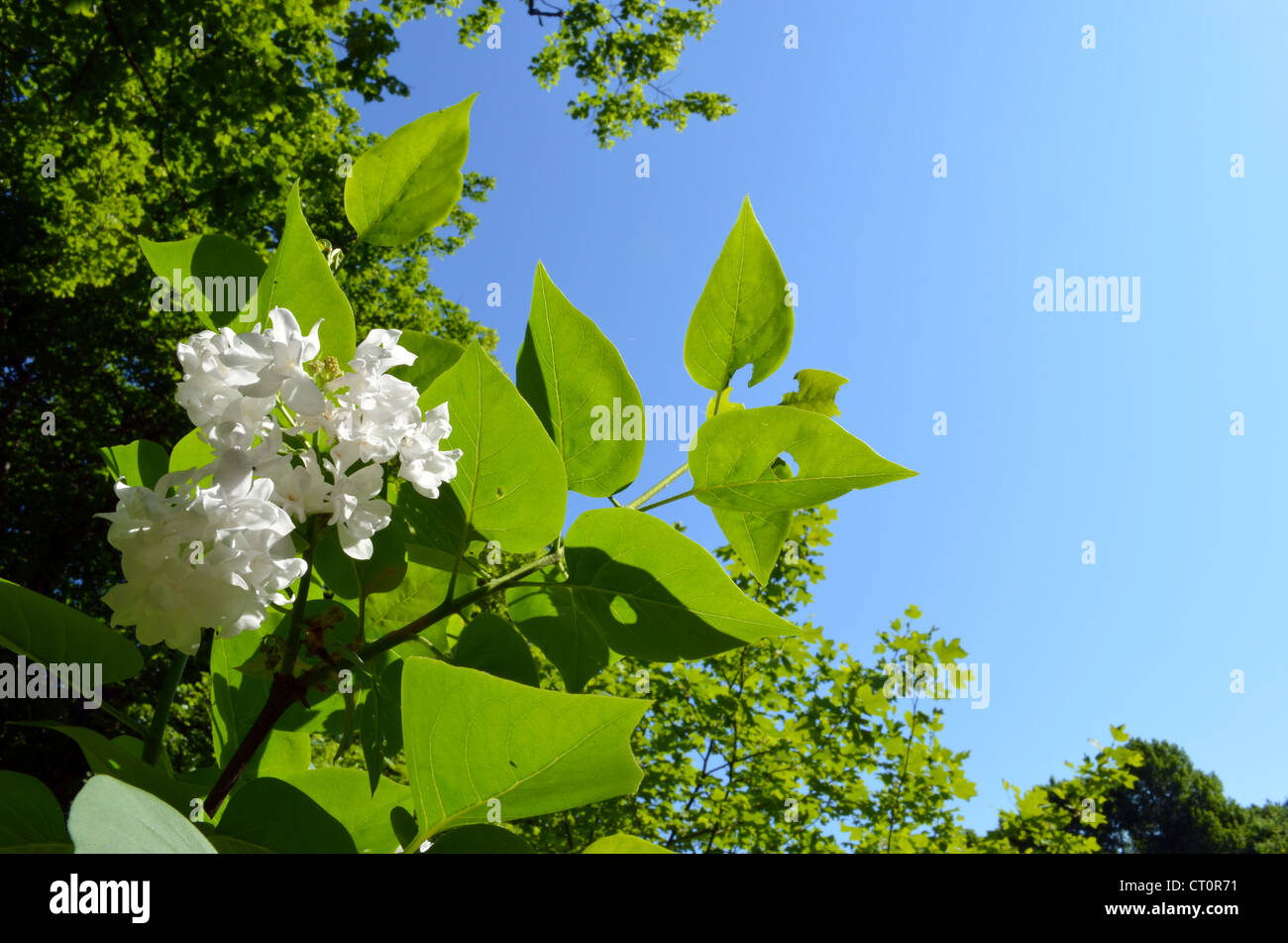 White lilac bush flower bloom and greenery on background of blue sky. Stock Photo
