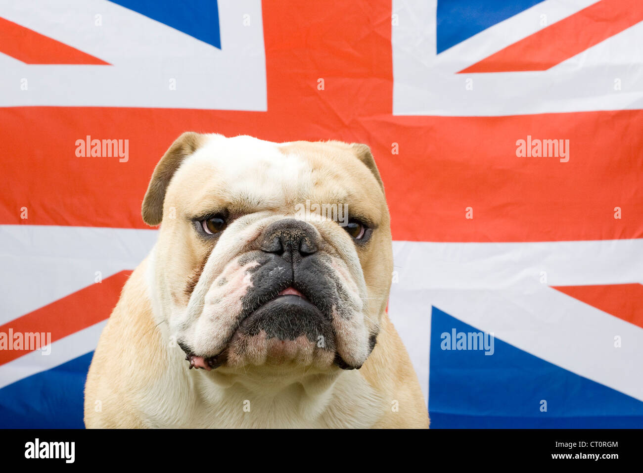 Bulldog union jack hi-res stock photography and images - Alamy