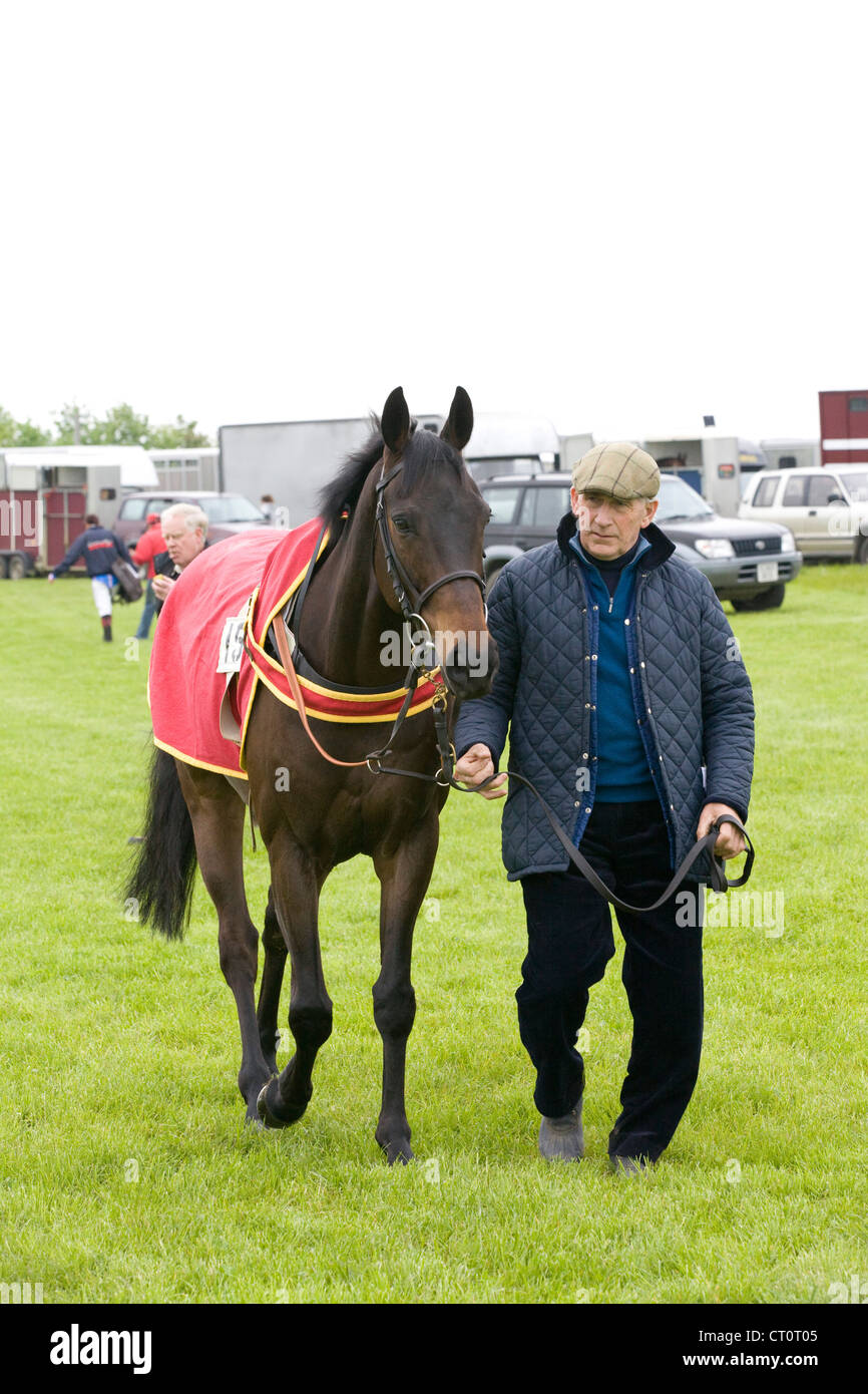 Horse being led to the collecting ring Stock Photo Alamy