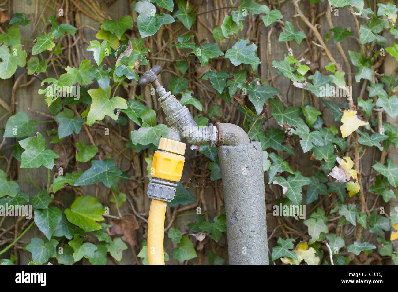 Garden Tap with connected Hosepipe and Ivy on a fence in the background Stock Photo